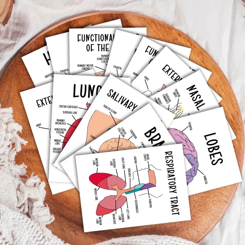 🔥LAST DAY 50% OFF - 🧠30 Pcs Human Anatomy Flash Cards – Study Guide for Medical and Nursing Staff🫁
