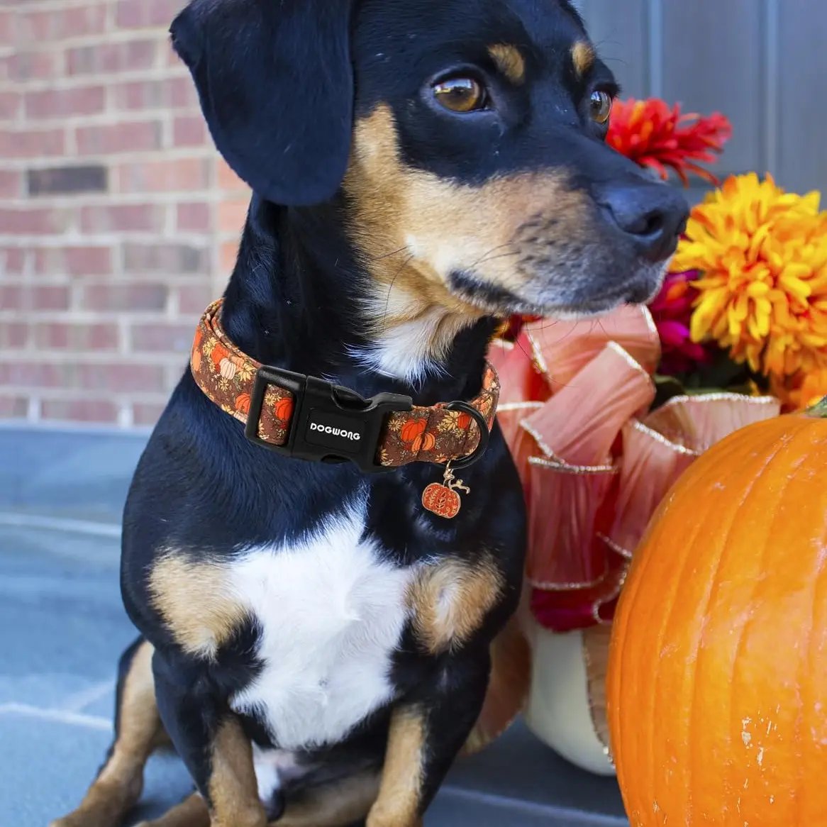 Fall Pumpkin Dog Collar | Adjustable Soft Padded Pet Collar with Pumpkin Charm 🎃🍂