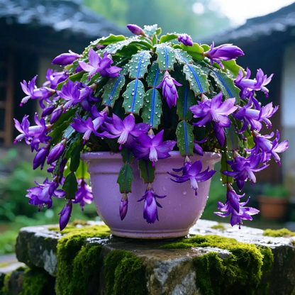 🦀Mix Colors Schlumbergera Bulbs– Easy-Care Blooms in Every Shade, Even in Winter ❄️🌈