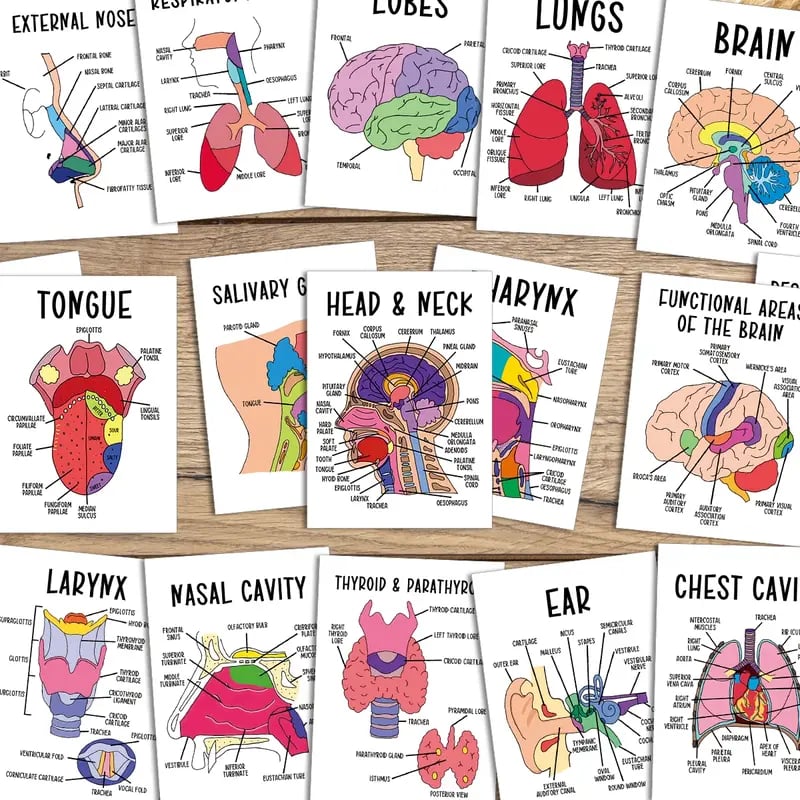 🔥LAST DAY 50% OFF - 🧠30 Pcs Human Anatomy Flash Cards – Study Guide for Medical and Nursing Staff🫁