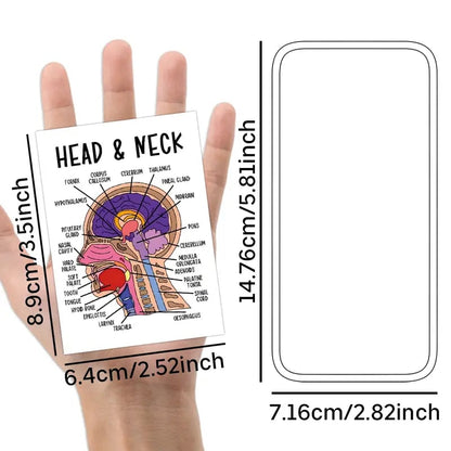 🔥LAST DAY 50% OFF - 🧠30 Pcs Human Anatomy Flash Cards – Study Guide for Medical and Nursing Staff🫁