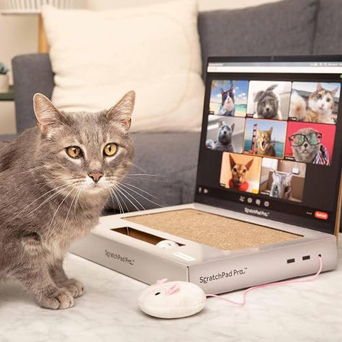 🐱Cardboard Laptop Cat Scratcher, Interactive Cat Toys for Indoor Cats, Kitten Supplies and Cat Stuff
