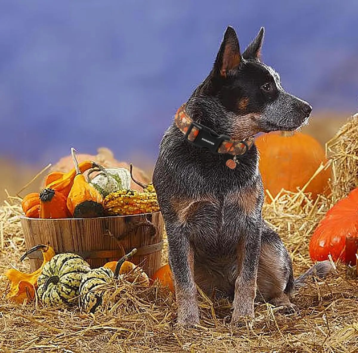 Fall Pumpkin Dog Collar | Adjustable Soft Padded Pet Collar with Pumpkin Charm 🎃🍂