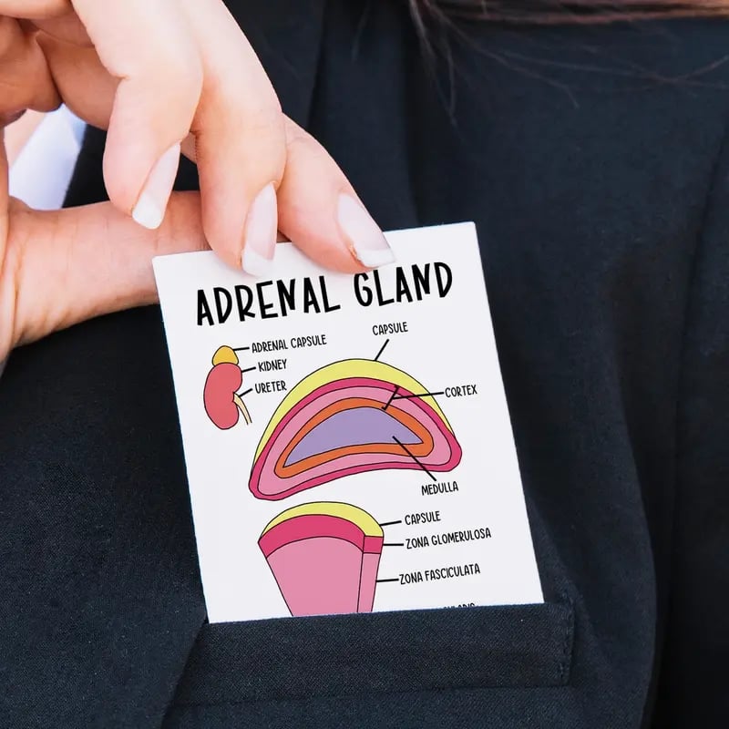 🔥LAST DAY 50% OFF - 🧠30 Pcs Human Anatomy Flash Cards – Study Guide for Medical and Nursing Staff🫁
