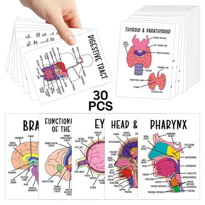 🔥LAST DAY 50% OFF - 🧠30 Pcs Human Anatomy Flash Cards – Study Guide for Medical and Nursing Staff🫁