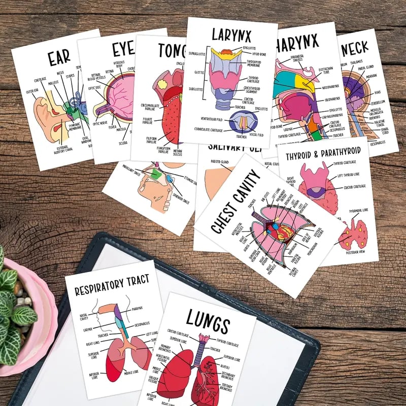 🔥LAST DAY 50% OFF - 🧠30 Pcs Human Anatomy Flash Cards – Study Guide for Medical and Nursing Staff🫁