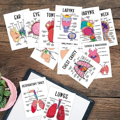 🔥LAST DAY 50% OFF - 🧠30 Pcs Human Anatomy Flash Cards – Study Guide for Medical and Nursing Staff🫁
