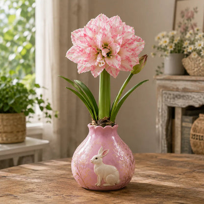 🌺 Waxed Double Amaryllis Bulbs – No Soil, No Water, Just Watch It Grow