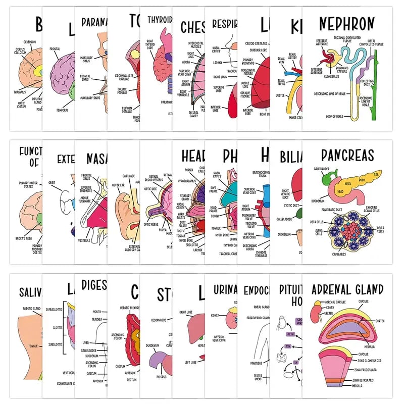 🔥LAST DAY 50% OFF - 🧠30 Pcs Human Anatomy Flash Cards – Study Guide for Medical and Nursing Staff🫁