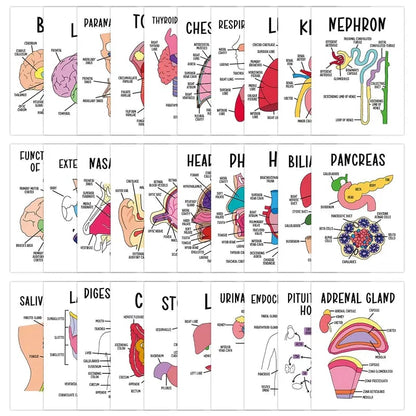 🔥LAST DAY 50% OFF - 🧠30 Pcs Human Anatomy Flash Cards – Study Guide for Medical and Nursing Staff🫁
