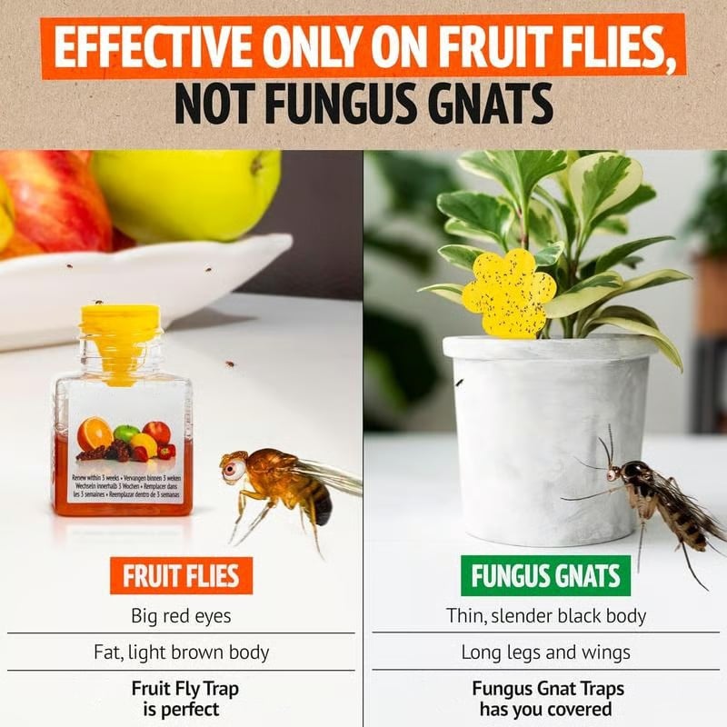 🏆Buy 2 Get 1 Free🔥Fruit Fly Traps- safe for children and pets