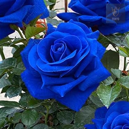 [BestSellerTop]Rare Twin Red White Rose Seeds (200/1000pcs) – Stunning Garden Blooms, Easy to Grow
