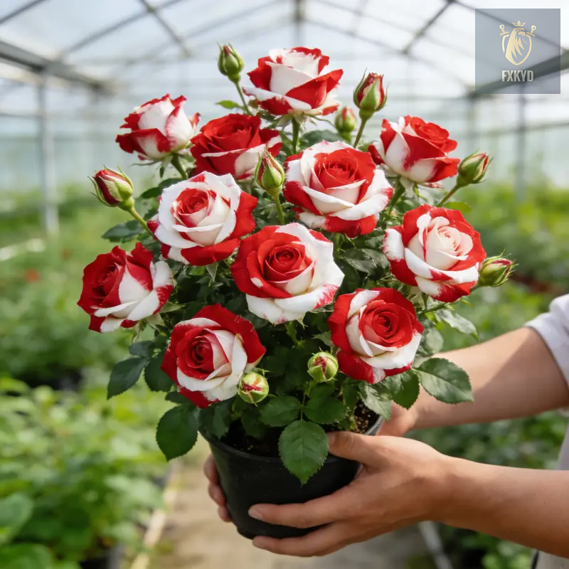 [BestSellerTop]Rare Twin Red White Rose Seeds (200/1000pcs) – Stunning Garden Blooms, Easy to Grow