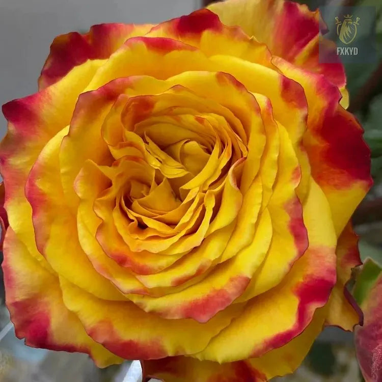 [BestSellerTop]Rare Twin Red White Rose Seeds (200/1000pcs) – Stunning Garden Blooms, Easy to Grow