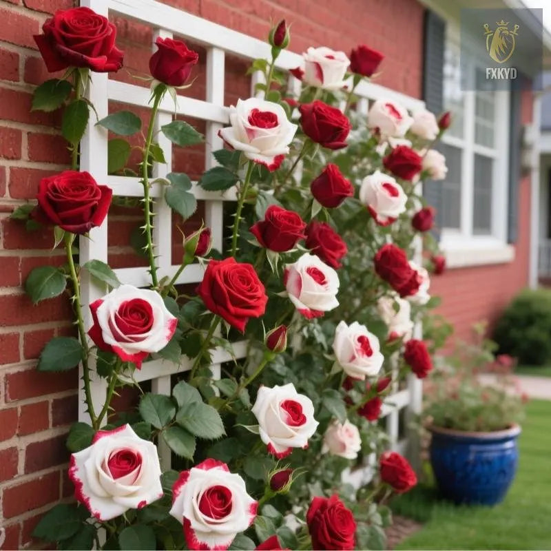 [BestSellerTop]Rare Twin Red White Rose Seeds (200/1000pcs) – Stunning Garden Blooms, Easy to Grow
