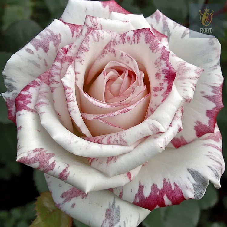 [BestSellerTop]Rare Twin Red White Rose Seeds (200/1000pcs) – Stunning Garden Blooms, Easy to Grow
