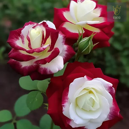 [BestSellerTop]Rare Twin Red White Rose Seeds (200/1000pcs) – Stunning Garden Blooms, Easy to Grow