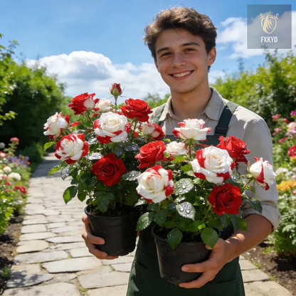 [BestSellerTop]Rare Twin Red White Rose Seeds (200/1000pcs) – Stunning Garden Blooms, Easy to Grow