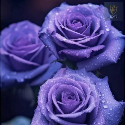 [BestSellerTop]Rare Twin Red White Rose Seeds (200/1000pcs) – Stunning Garden Blooms, Easy to Grow