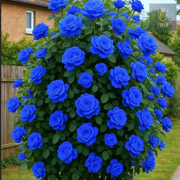 [BestSellerTop]Rare Twin Red White Rose Seeds (200/1000pcs) – Stunning Garden Blooms, Easy to Grow