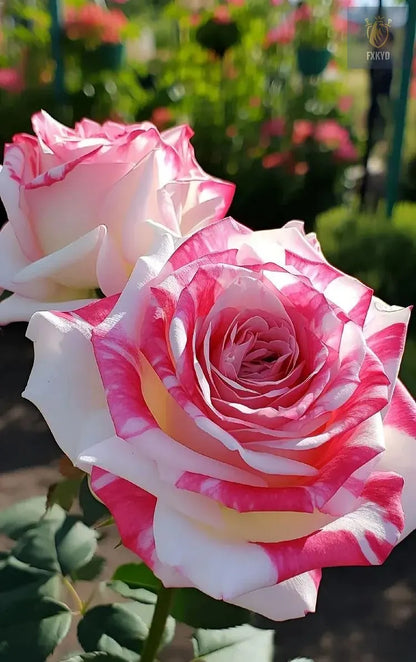 [BestSellerTop]Rare Twin Red White Rose Seeds (200/1000pcs) – Stunning Garden Blooms, Easy to Grow