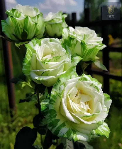 [BestSellerTop]Rare Twin Red White Rose Seeds (200/1000pcs) – Stunning Garden Blooms, Easy to Grow