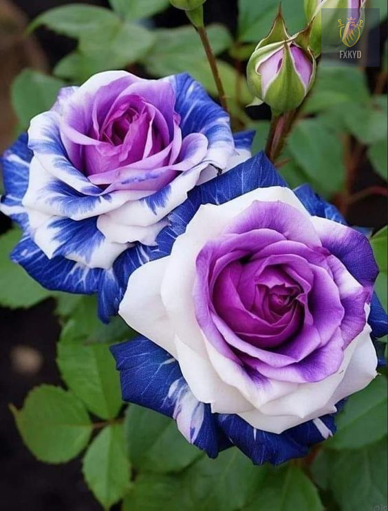 [BestSellerTop]Rare Twin Red White Rose Seeds (200/1000pcs) – Stunning Garden Blooms, Easy to Grow
