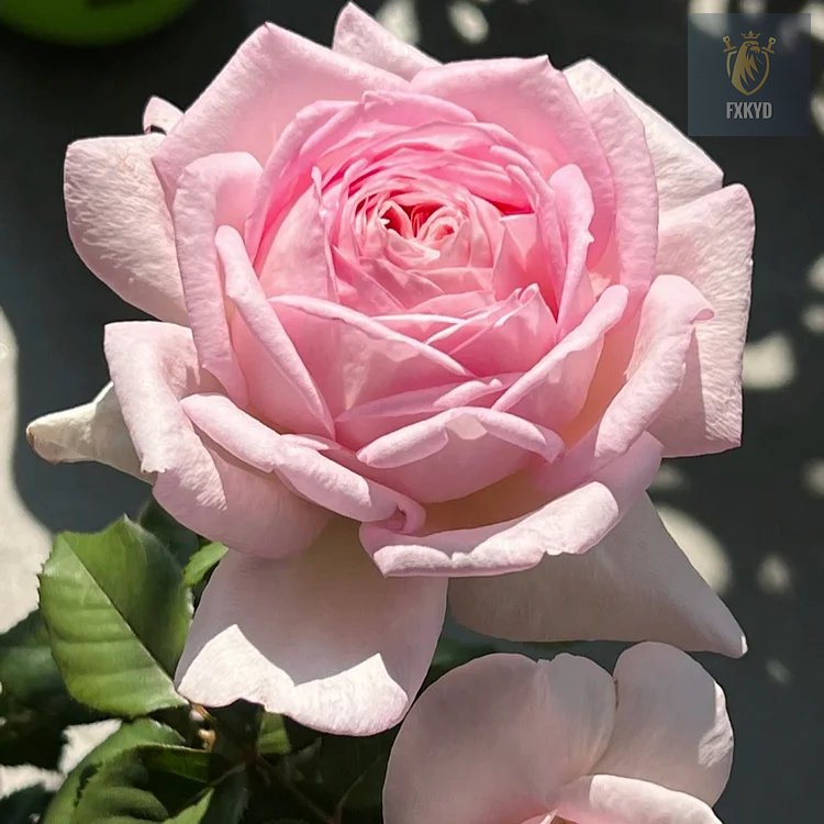 [BestSellerTop]Rare Twin Red White Rose Seeds (200/1000pcs) – Stunning Garden Blooms, Easy to Grow
