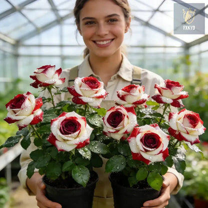 [BestSellerTop]Rare Twin Red White Rose Seeds (200/1000pcs) – Stunning Garden Blooms, Easy to Grow