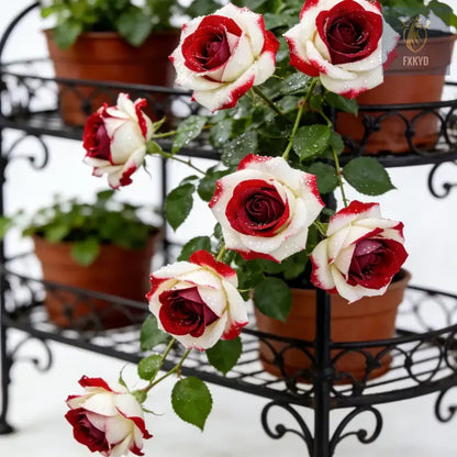 [BestSellerTop]Rare Twin Red White Rose Seeds (200/1000pcs) – Stunning Garden Blooms, Easy to Grow