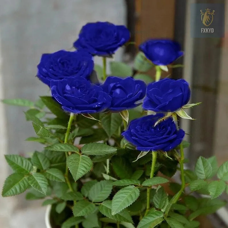[BestSellerTop]Rare Twin Red White Rose Seeds (200/1000pcs) – Stunning Garden Blooms, Easy to Grow