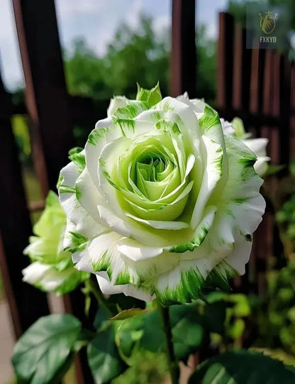 [BestSellerTop]Rare Twin Red White Rose Seeds (200/1000pcs) – Stunning Garden Blooms, Easy to Grow