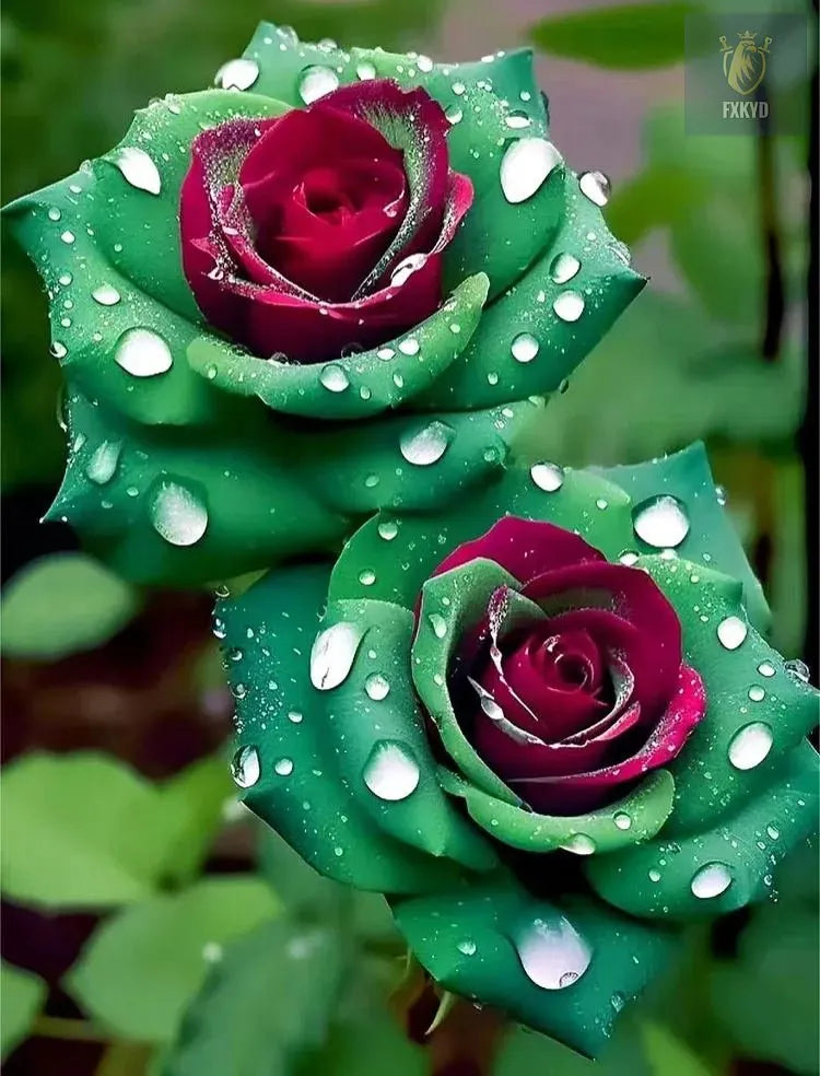 [BestSellerTop]Rare Twin Red White Rose Seeds (200/1000pcs) – Stunning Garden Blooms, Easy to Grow